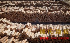 成都楓木籃球場(chǎng)地板直銷(xiāo)